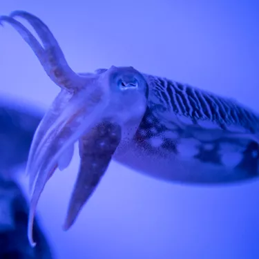 Cuttlefish3
