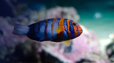 Harlequin tuskfish