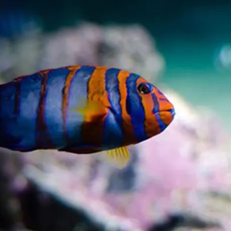 Harlequin tuskfish