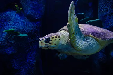 Turtle swimming through the Reef at Sea Life Sydney