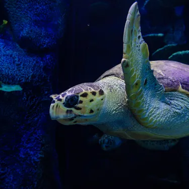 Turtle swimming through the Reef at Sea Life Sydney