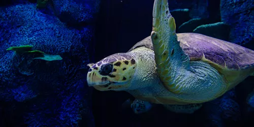 Turtle swimming through the Reef at Sea Life Sydney