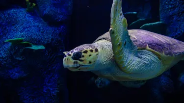 Turtle swimming through the Reef at Sea Life Sydney