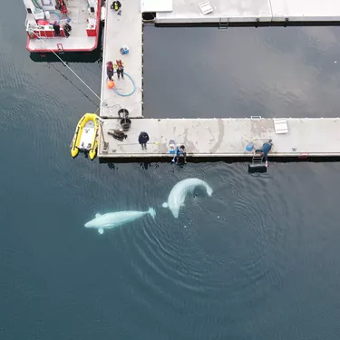 Belugas Released