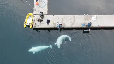 Belugas Released