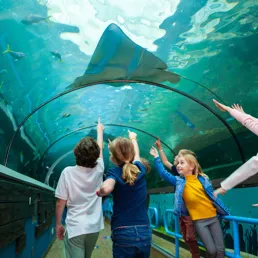 Family summer activities at SEA Life Aquarium Sydney