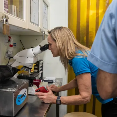 Laura Simmons Looks At Sperm Collected From Wild Leopard Under Microscope In SEA LIFE Lab Ahead Of World First Procedure SEA LIFE Sydney Aquarium