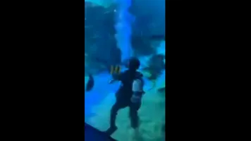 Shark Feed (1)
