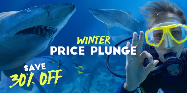 Winter Price Plunge Webticket 05V2