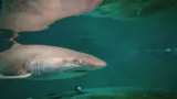 Archie.Greynursesharkpup.Atsealifesydneyaquarium 8Monthsold