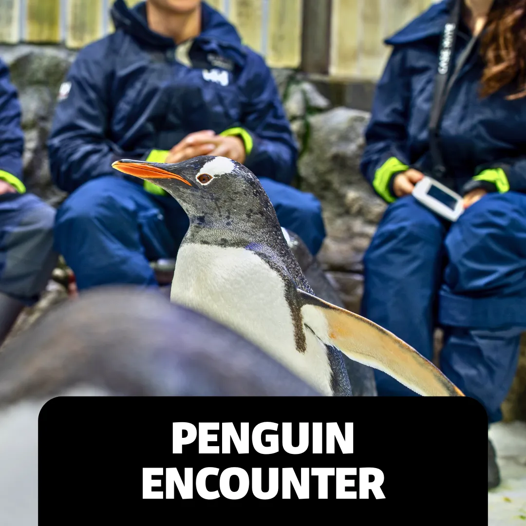 Accessibility Webpage Images Penguin Encounter