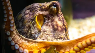 Octopus