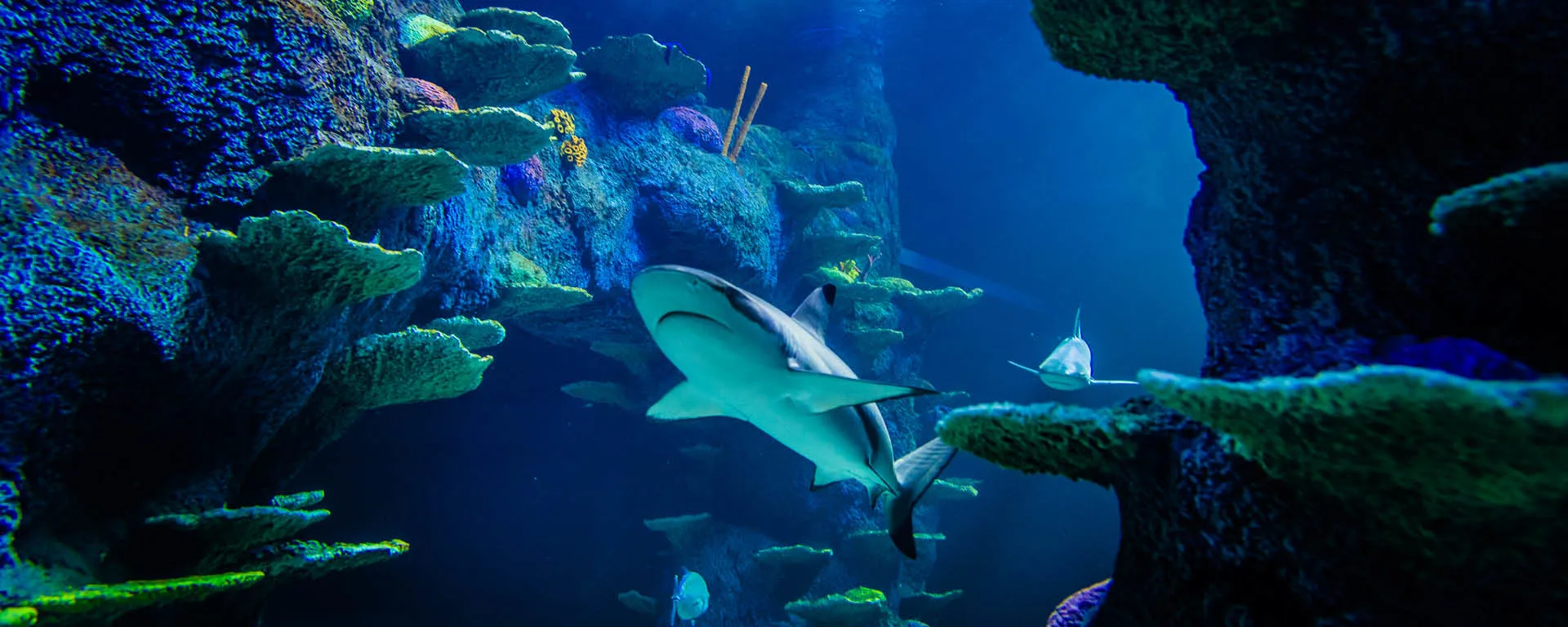 Reef shark at SEA LIFE Sydney Aquarium