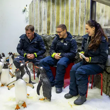 SL Penguinexperience 1