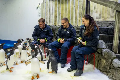 SL Penguinexperience 1