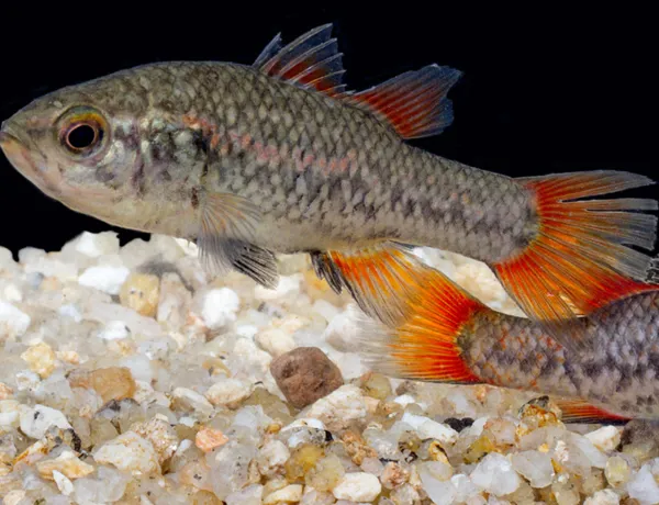 Aussie Animal Passport Animal Southern Pygmy Perch
