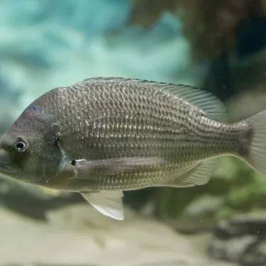 Bream Sydney Harbour fish