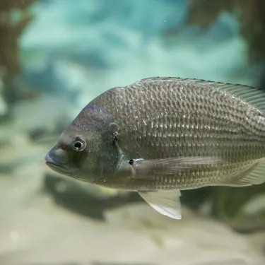 Bream Sydney Harbour fish