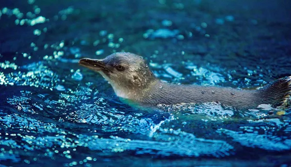 Slsc Penguins 2