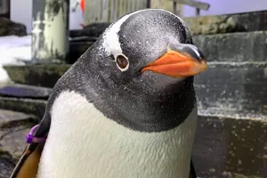 Lara, or Sphengic, the Gentoo Penguin at Sea Life Sydney Aquarium