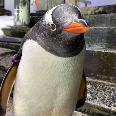 Lara, or Sphengic,  the Gentoo Penguin at Sea Life Sydney Aquarium