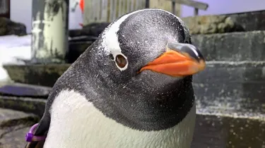 Lara, or Sphengic, the Gentoo Penguin at Sea Life Sydney Aquarium