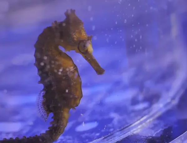 Seahorse Breeding Program