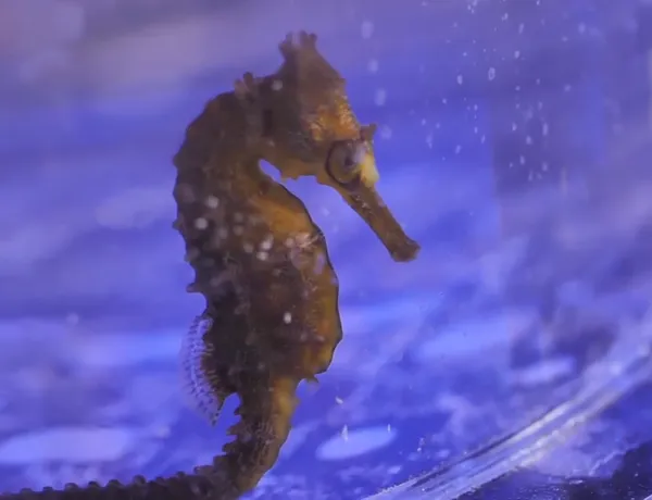 Seahorse Breeding Program