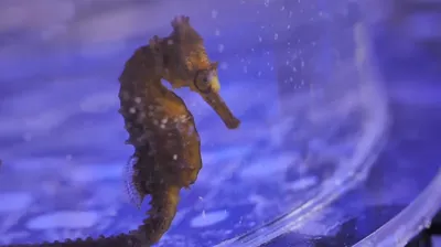 Seahorse Breeding Program