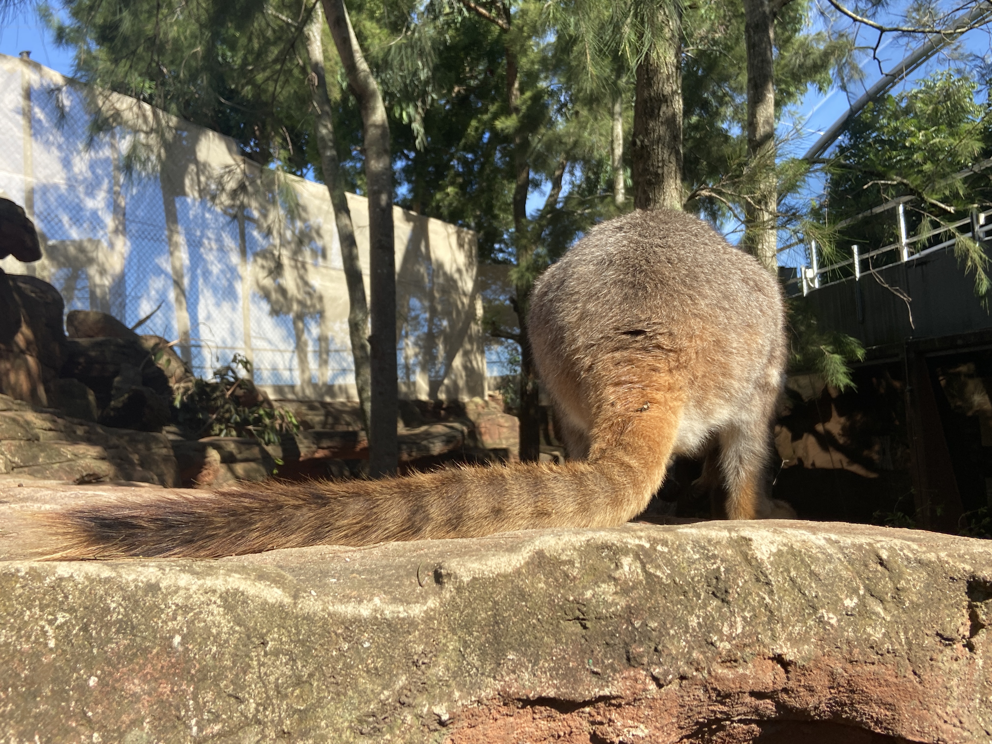 Rock Wallaby Tail