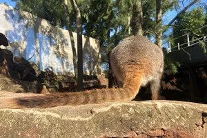 Rock Wallaby Tail