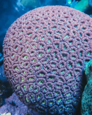 Fun Facts about Coral Reefs - Brain Coral - SEA LIFE Sydney Aquarium