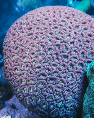 Fun Facts about Coral Reefs - Brain Coral - SEA LIFE Sydney Aquarium