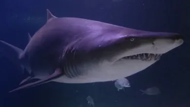 Grey Nurse Shark