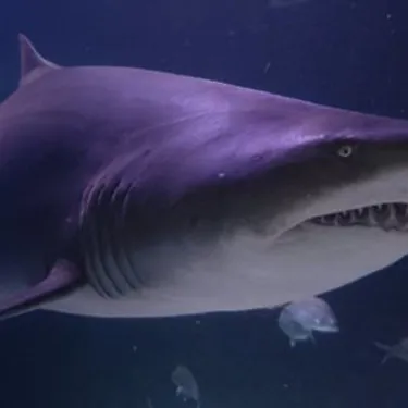 Grey Nurse Shark