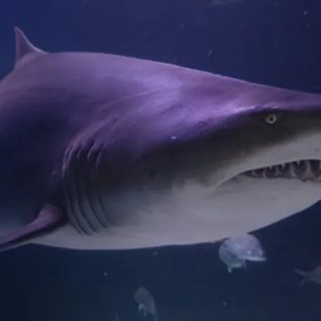 Grey Nurse Shark