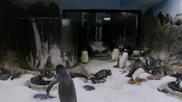 New Penguin Chicks
