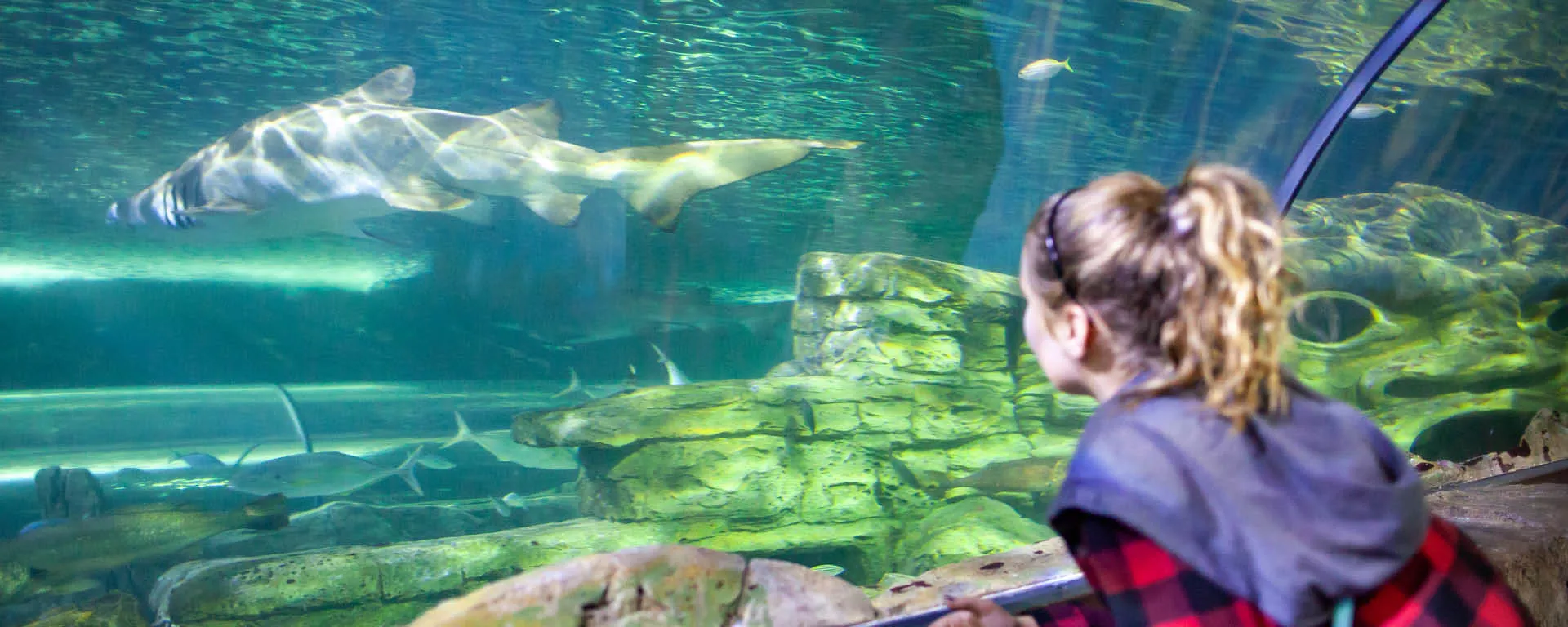 Girl Looking At Shark