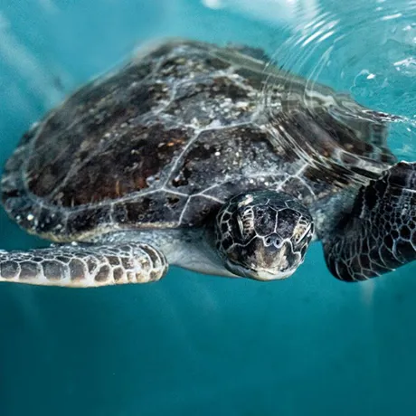 Turtle 2