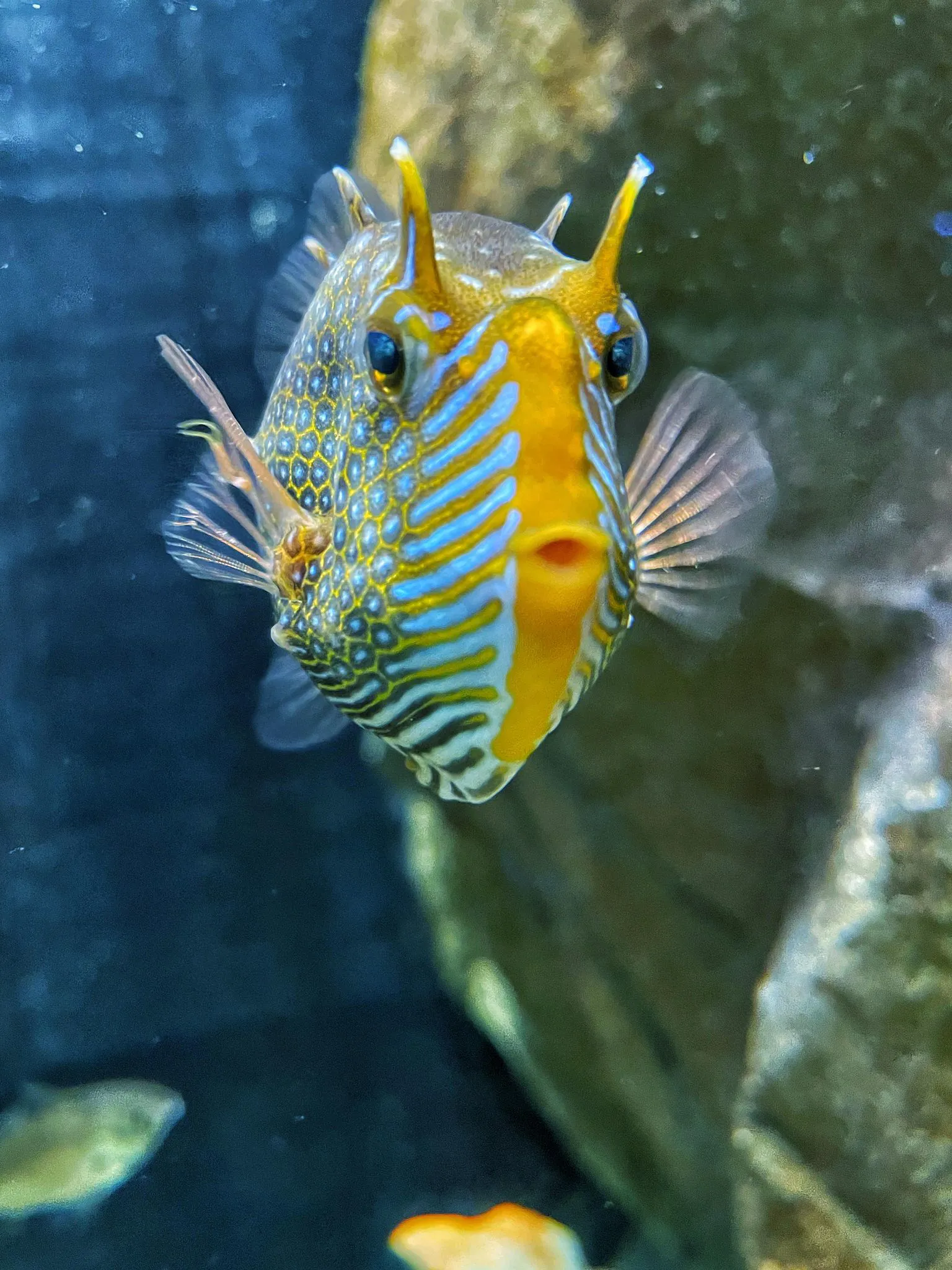 Ornate cowfish