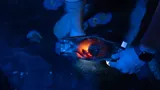 SLSA Aquarist Taylah Stark Candles Developing Zebra Shark Pup Through Egg