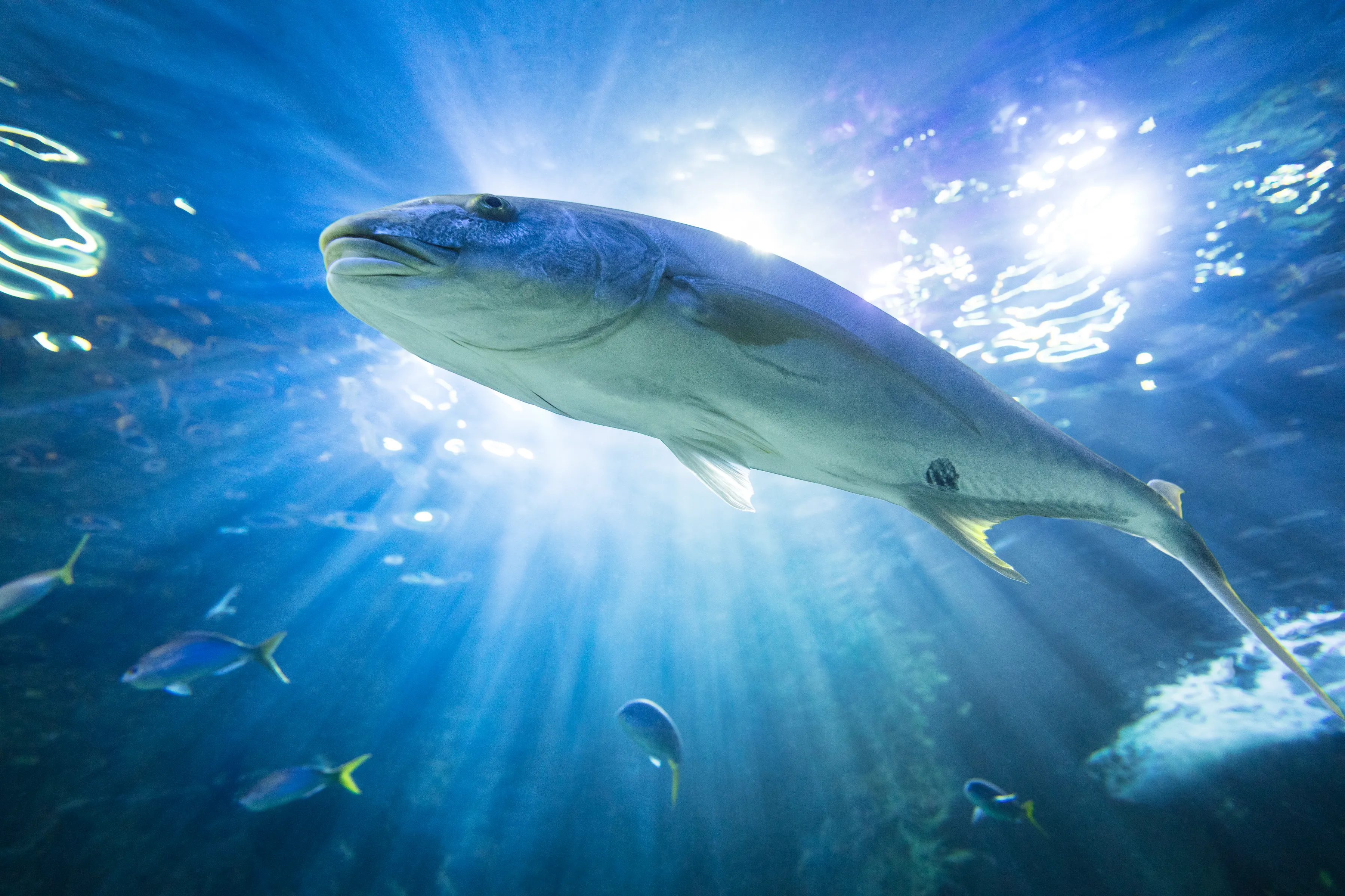 fish of the ocean SEA LIFE Sydney