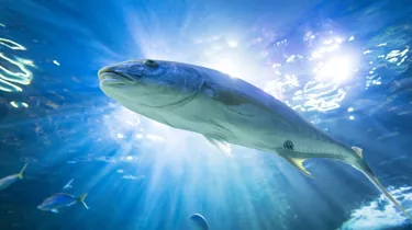 fish of the ocean SEA LIFE Sydney