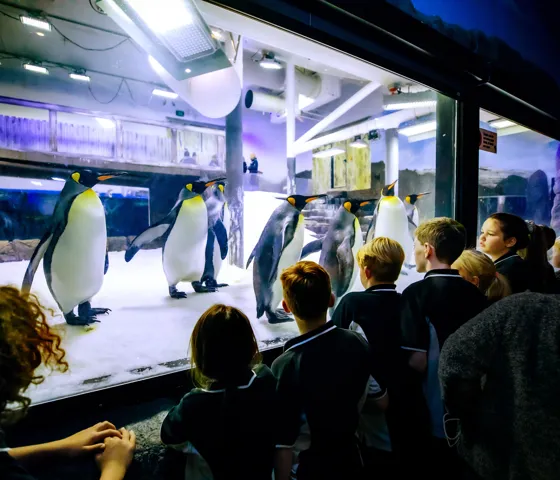 Penguin