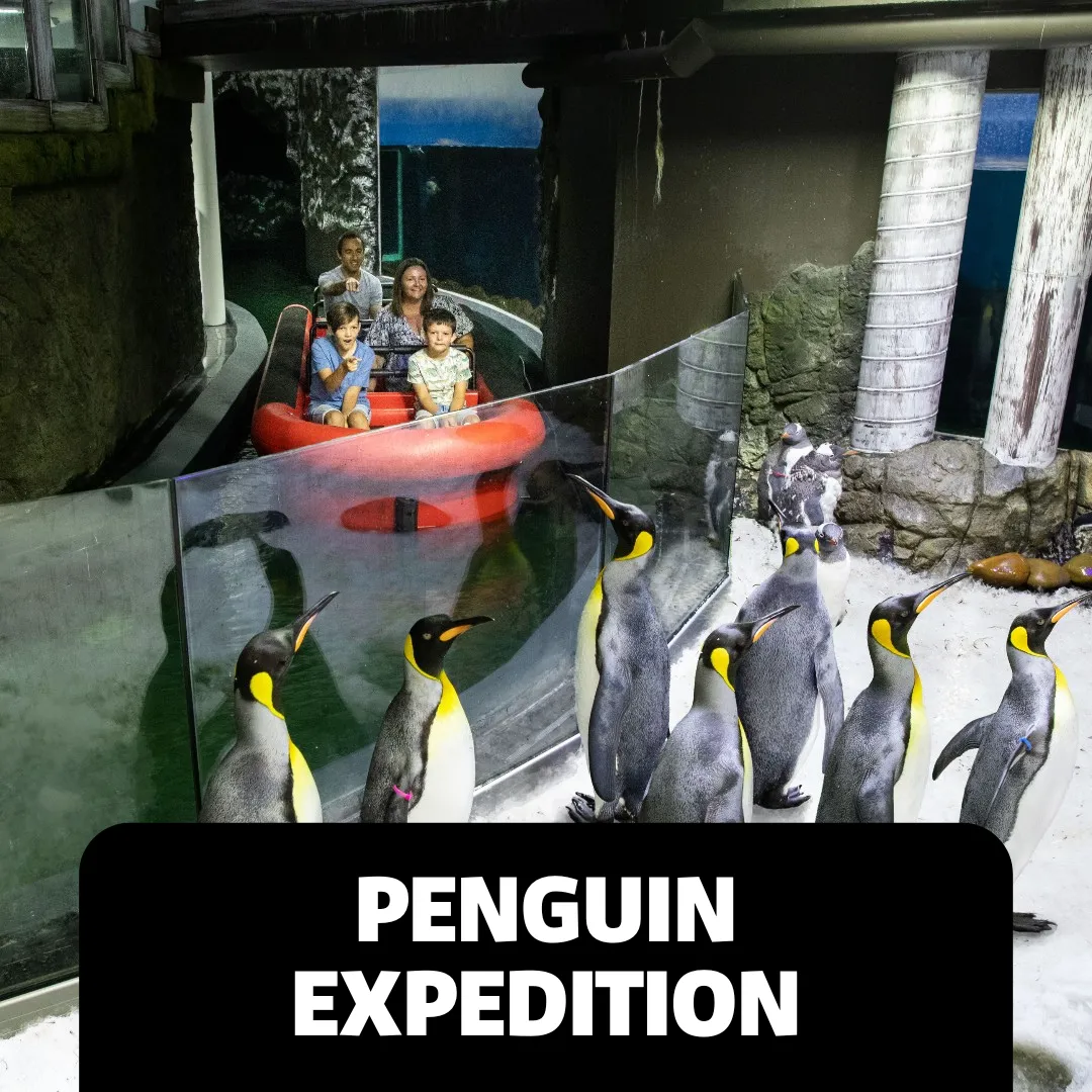 Accessibility Webpage Images Penguin Expedition