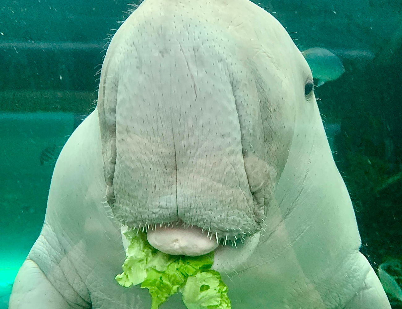 Pig the Sea Cow eating Lettuce