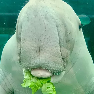 Pig the Sea Cow eating Lettuce