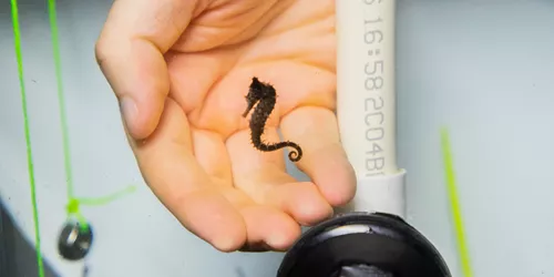 Baby White's Seahorse Against A Hand