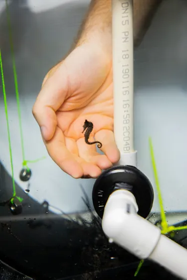 Baby White's Seahorse Against A Hand