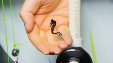 Baby White's Seahorse Against A Hand